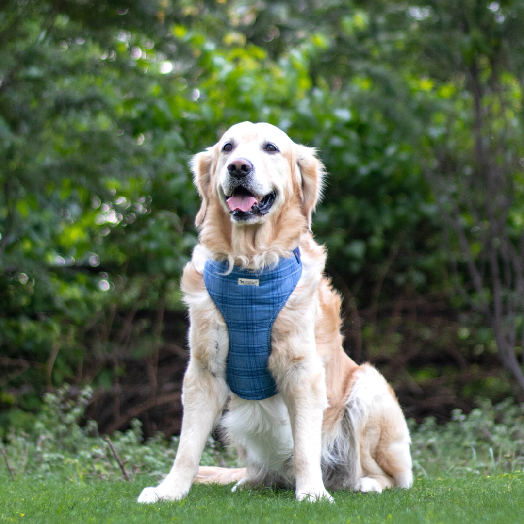 PoochMate Blue Checkered Cotton Dog Harness