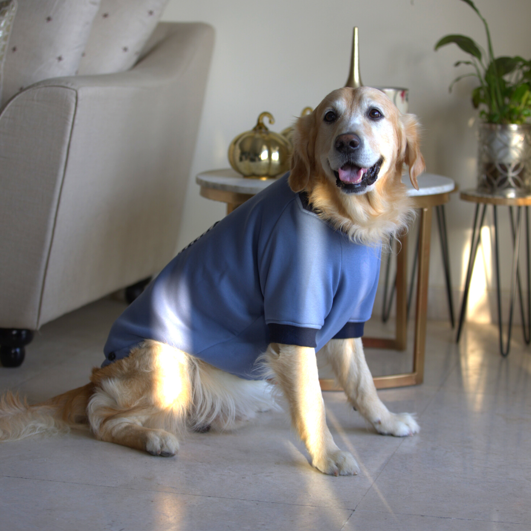 Labrador clothes online India | Winter clothes for pets 