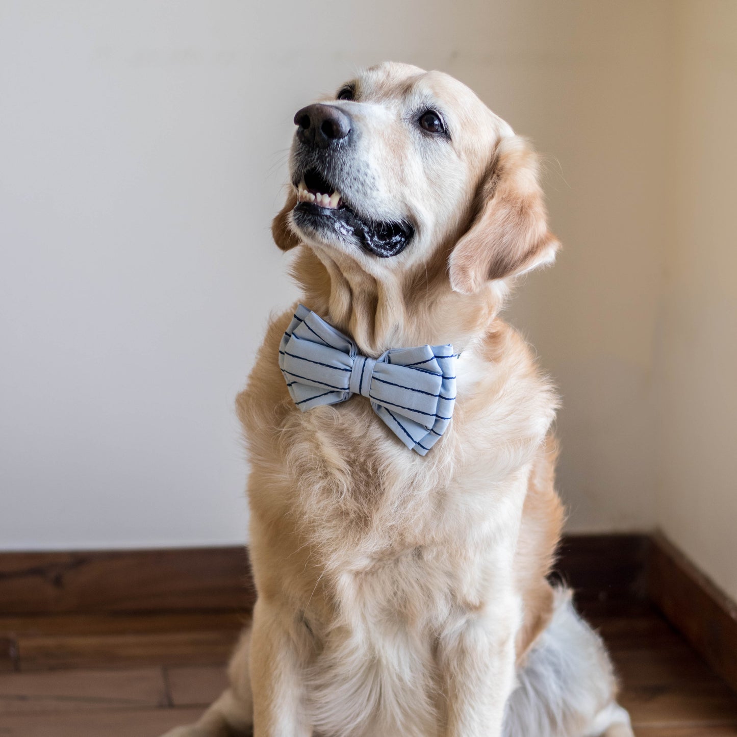 Cotton Blue Dog Bow Tie | Dog Bow Ties Online India