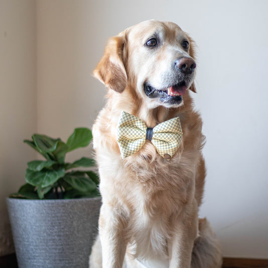 Yellow Dog Bow Tie | Dog Birthday Gifts online India