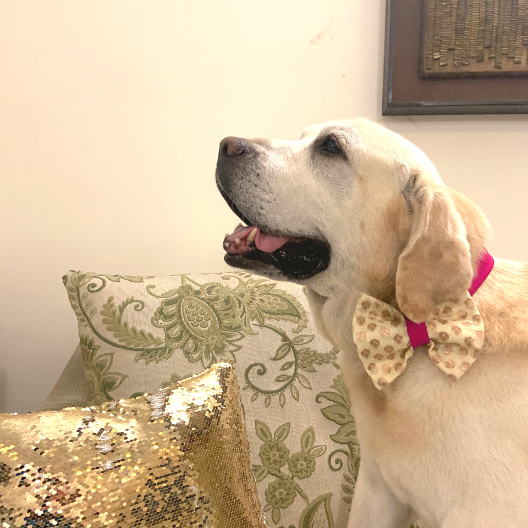 PoochMate Festive Ivory & Fuschia Bow Tie