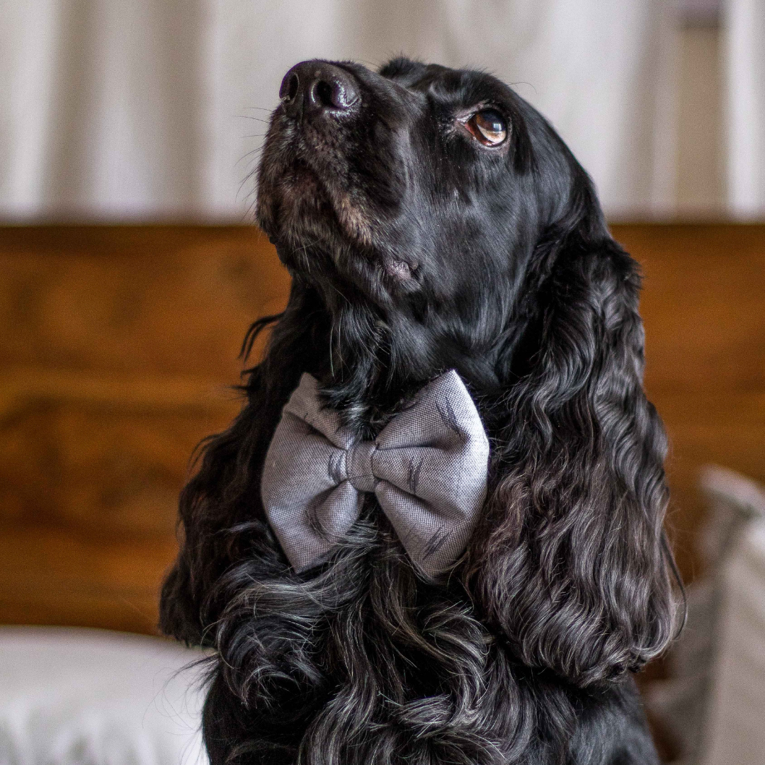 PoochMate Ikat Grey Bow Tie for Dogs