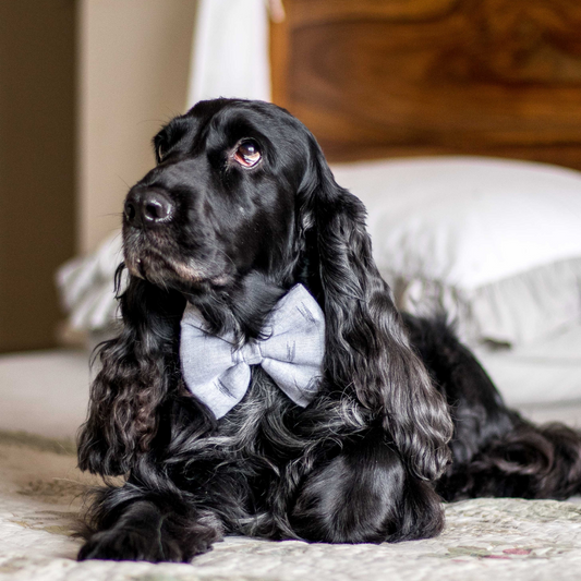 PoochMate Ikat Grey Bow Tie for Dogs