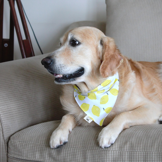 PoochMate Lemonade Yellow Dog Bandana