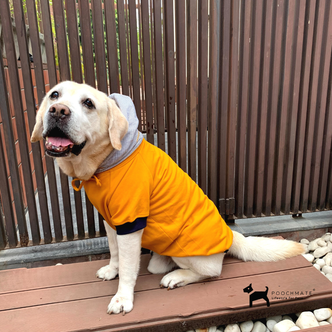 Shop dog sweatshirts online India | PoochMate
