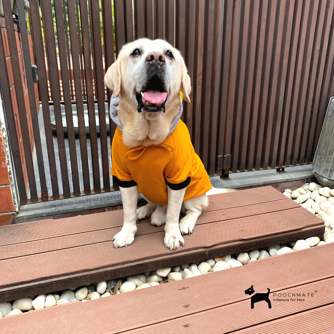 best dog clothes online in India | PoochMate