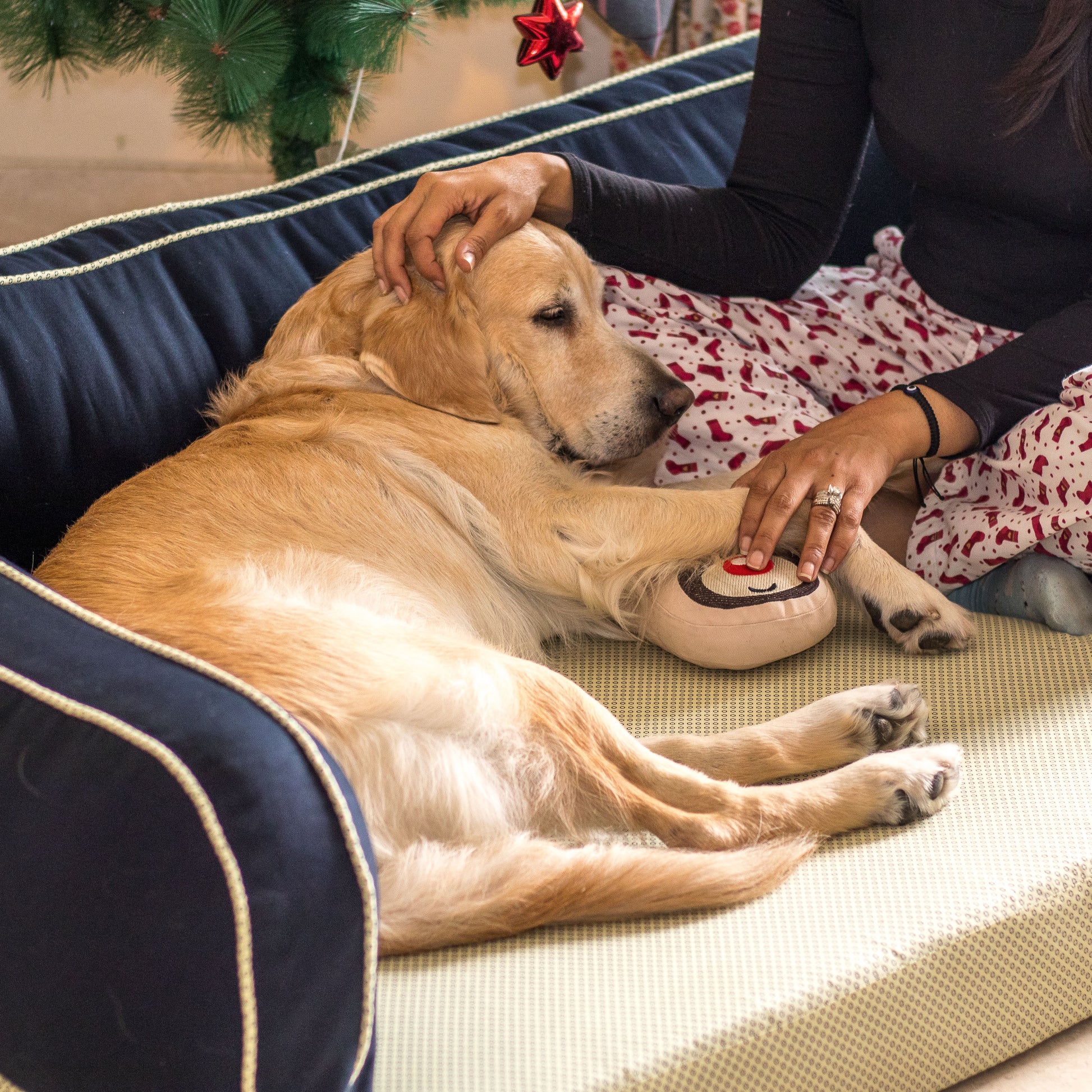Beds for dogs with joint issues | Large dog beds online India