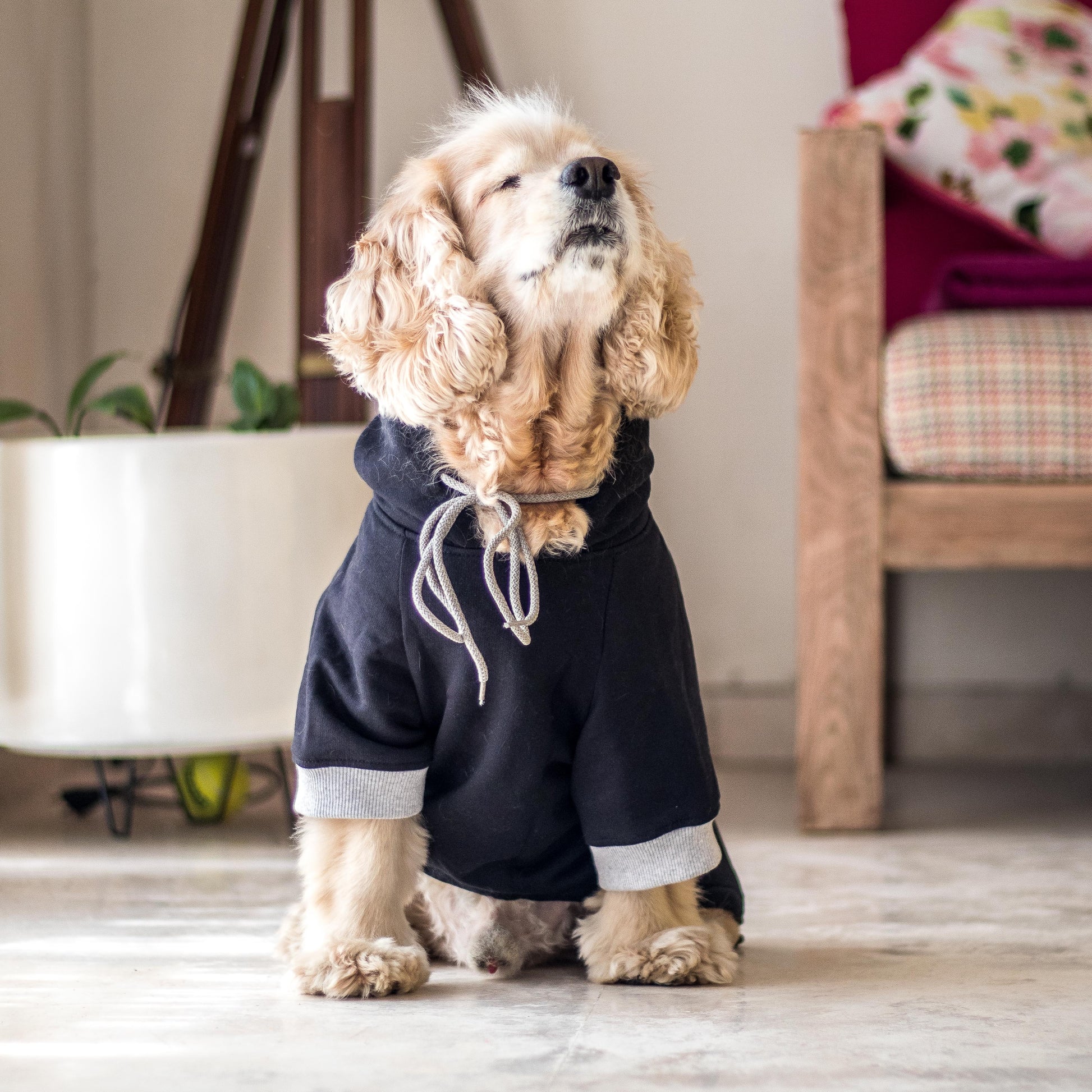 Dog sweatshirts| Dog Hoodies in India | PoochMate Clothes