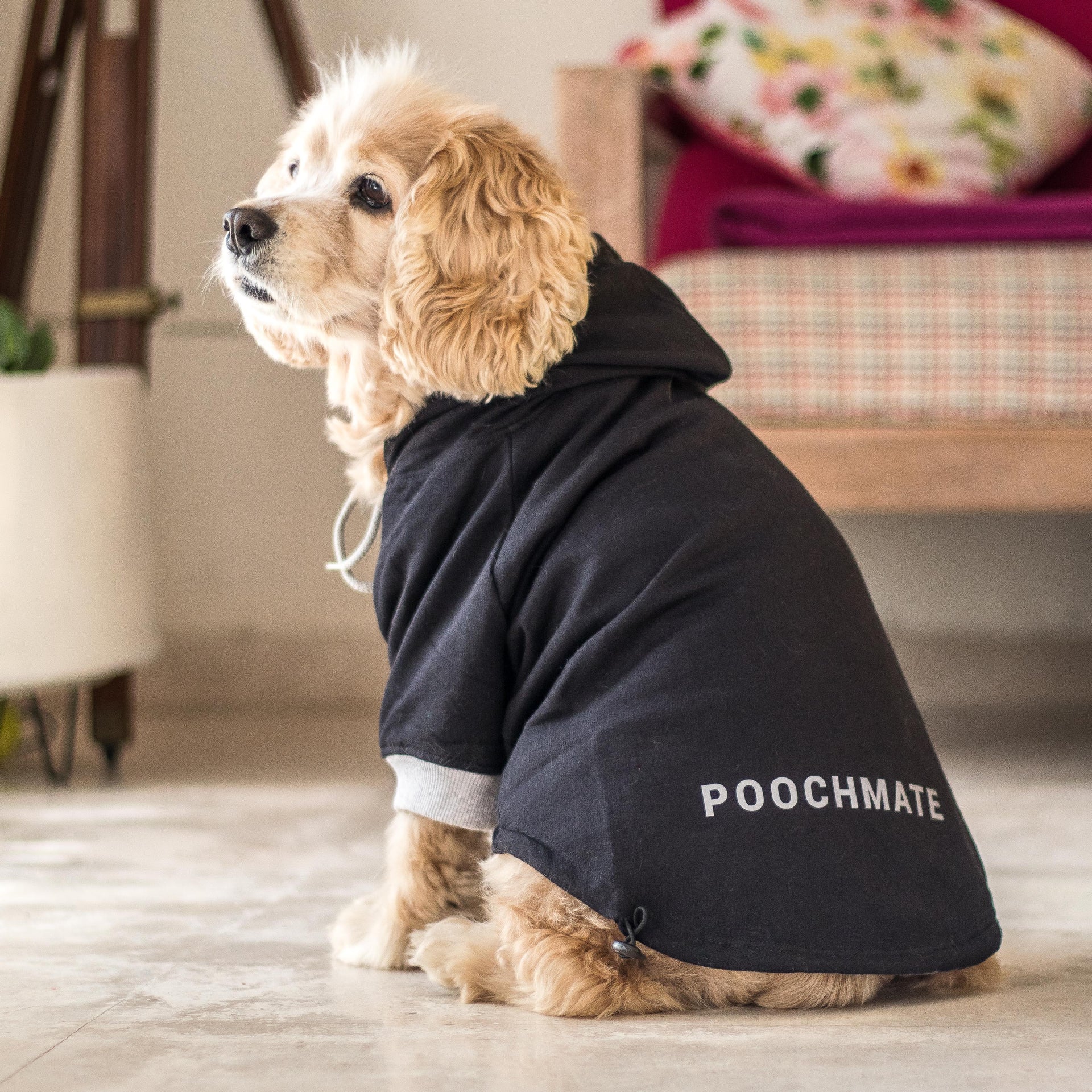 Dog Sweatshirts | Winter dog clothes online