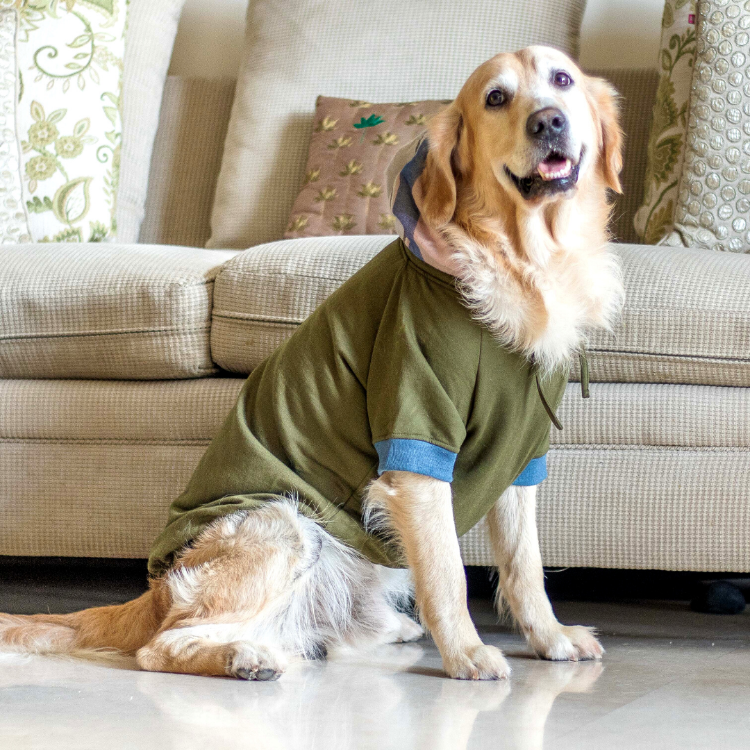 Green dog sweatshirt | Best dog clothes for winters online 