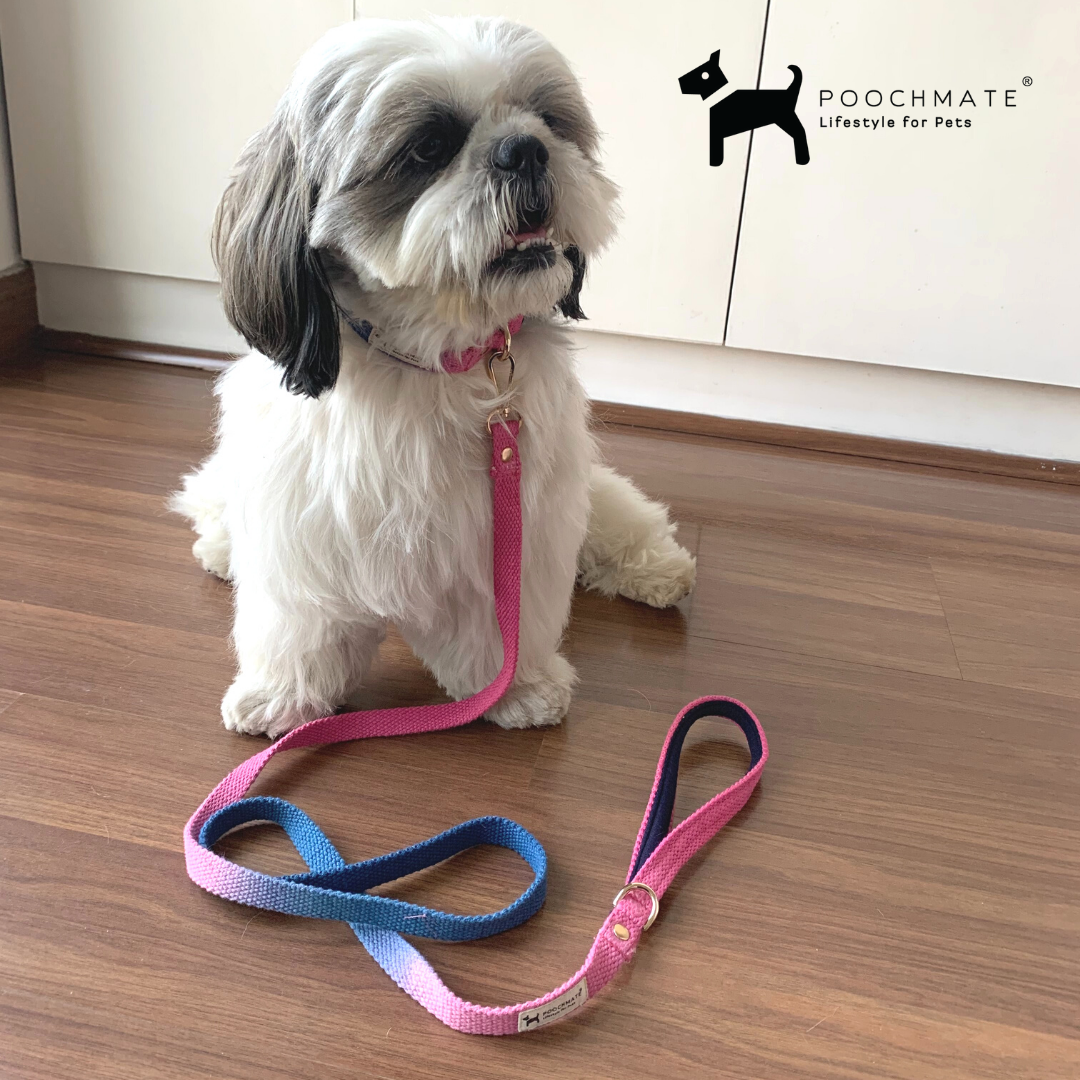 Best leash sales for shih tzu