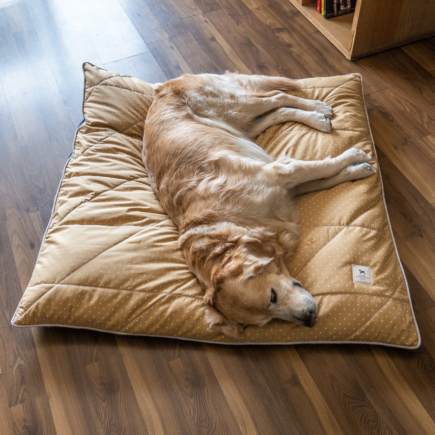 Beds for Labrador | large dog beds India