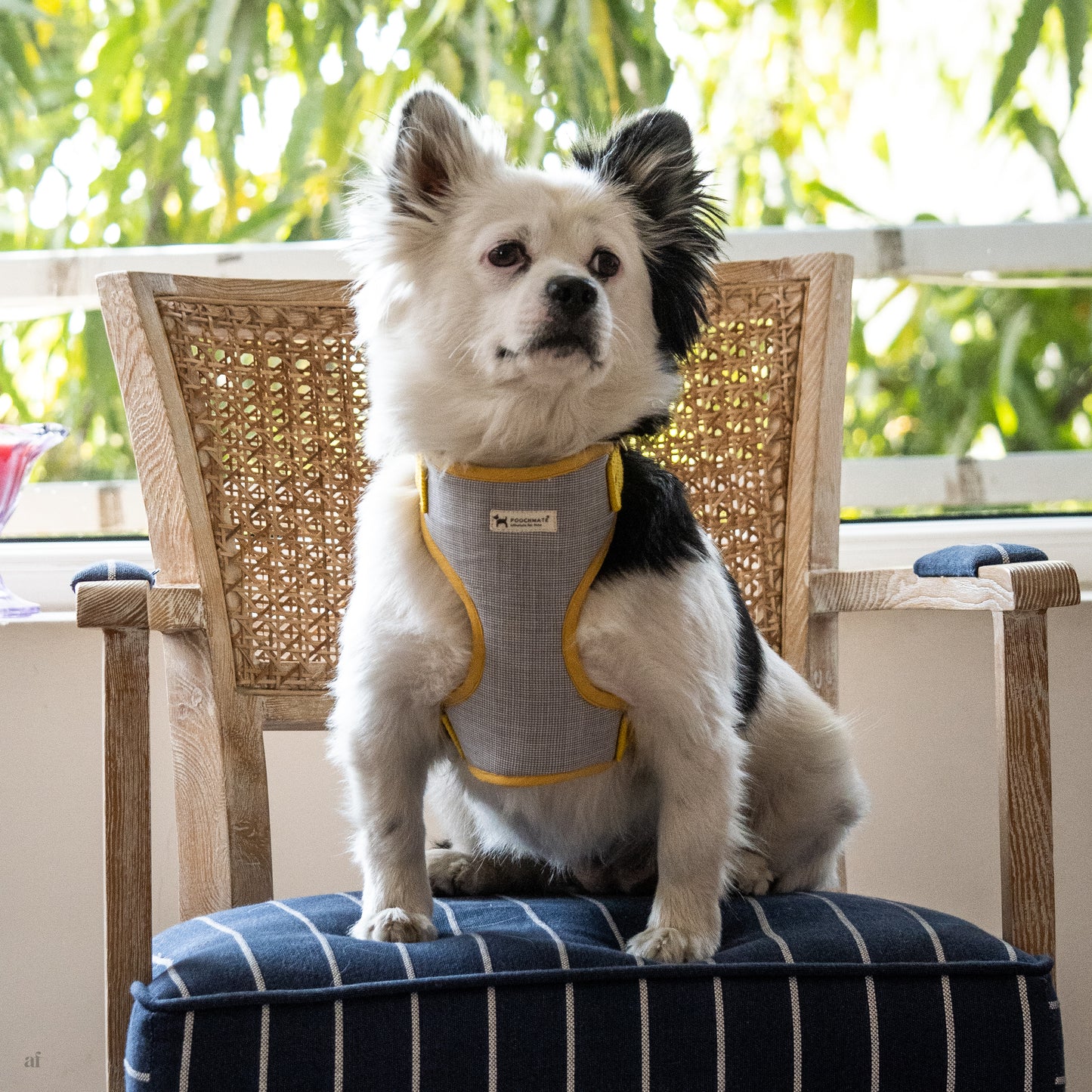 dog harness & leash set | Cotton Dog adjustable harness