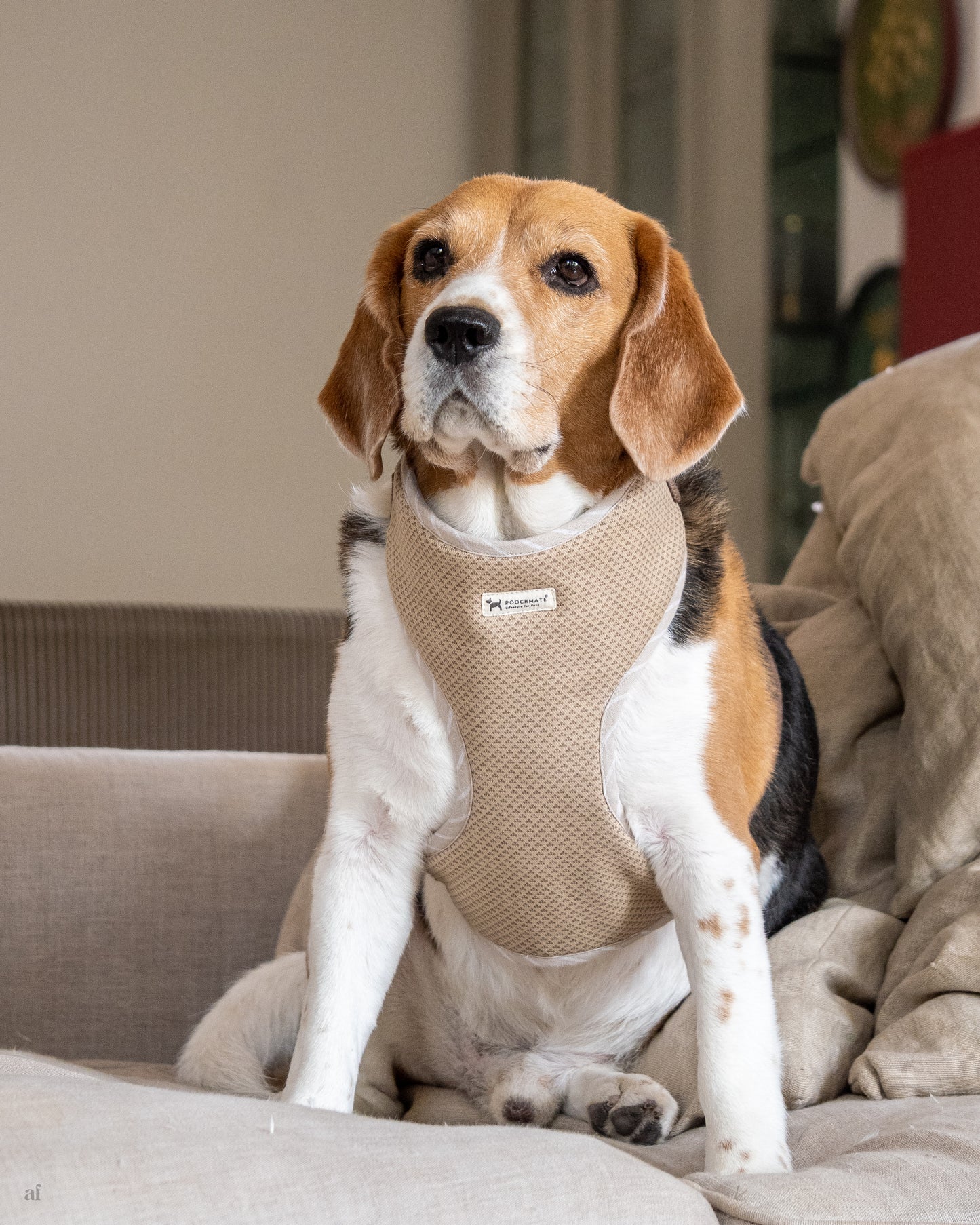 Dog harness & leash set online India | Cotton dog harness India