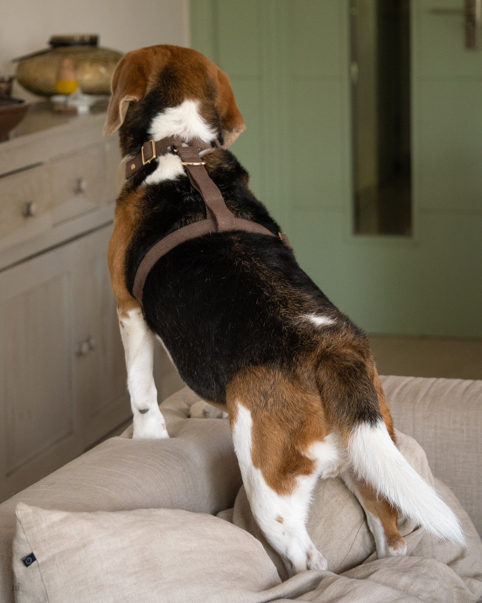 Washable dog harness | Adjustable dog body belt online India