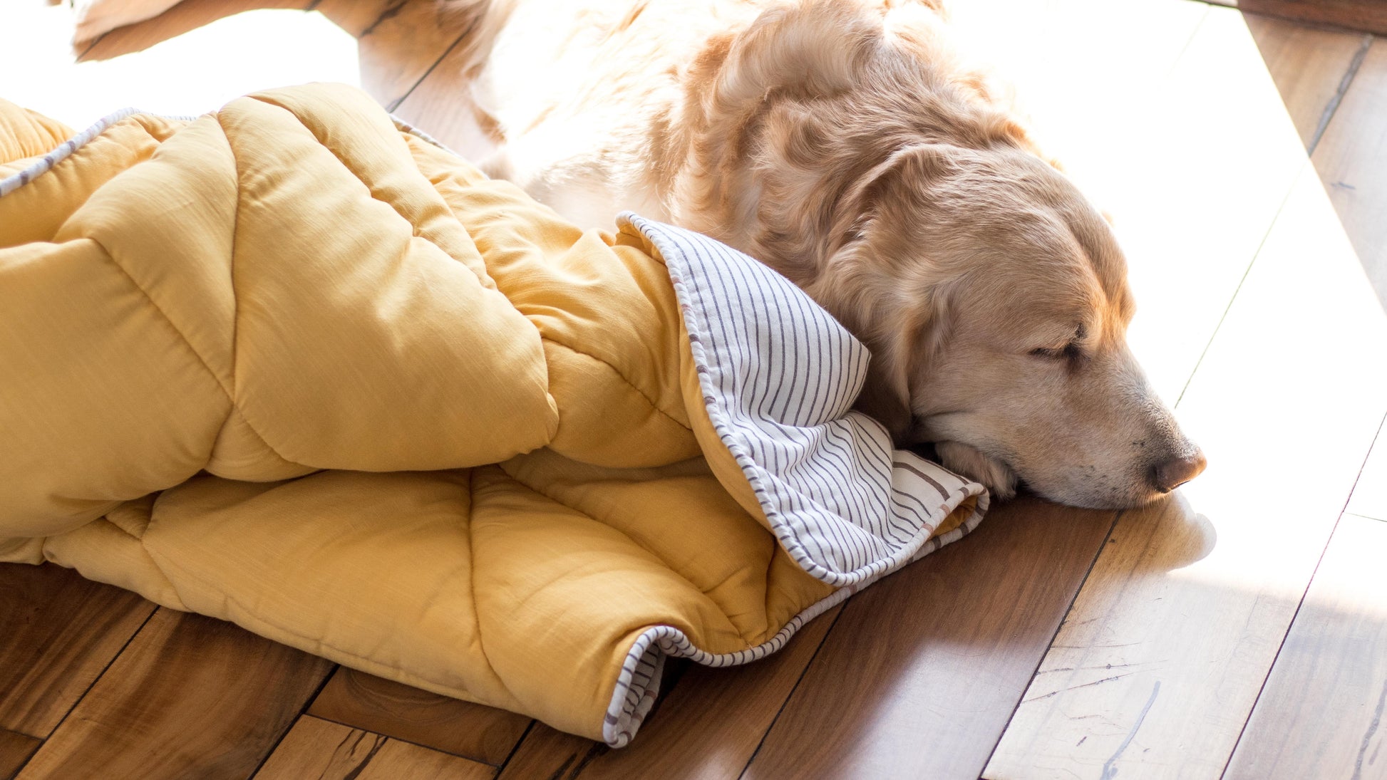 Puppy dog blankets | Soft dog blankets online India