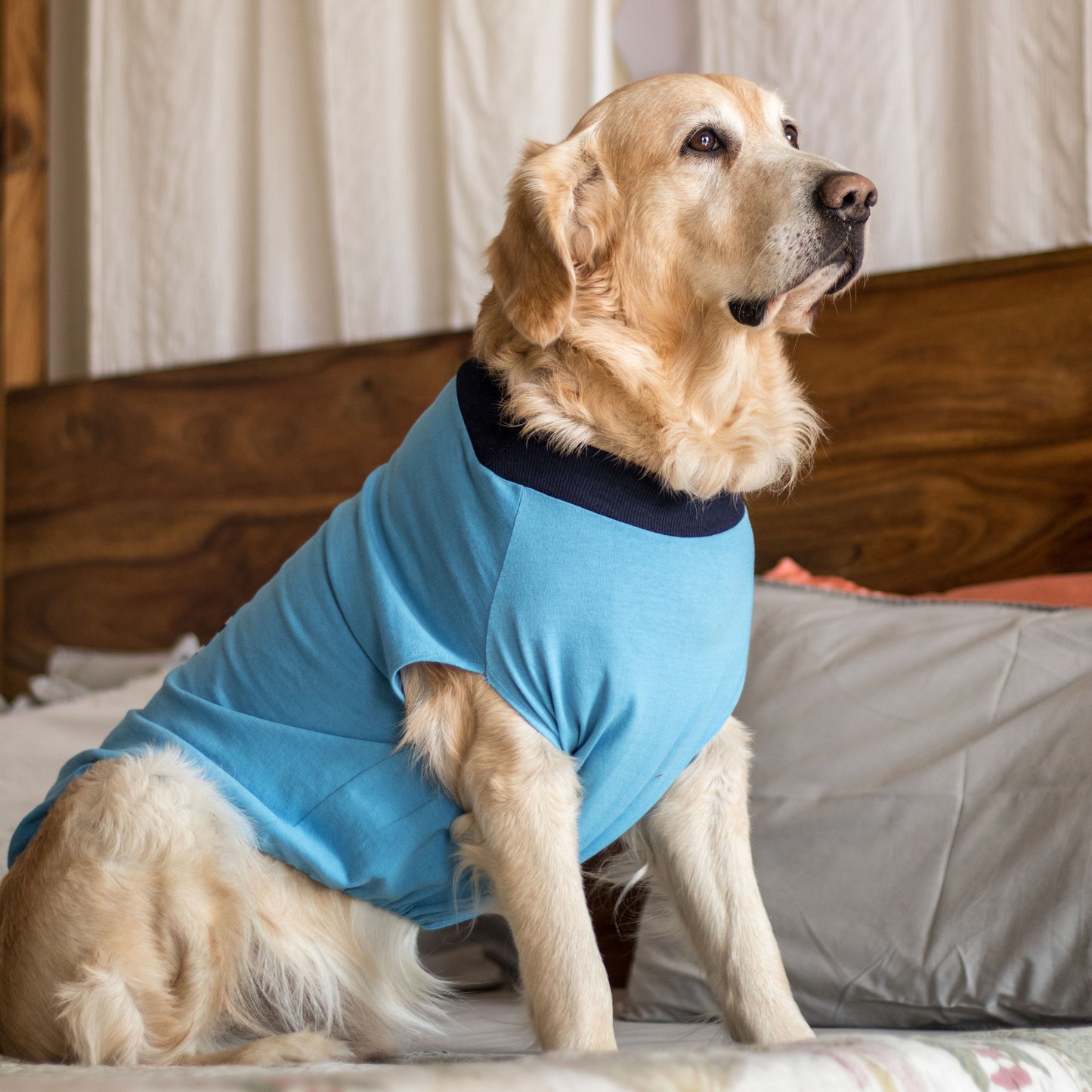 Cotton Dog T Shirt | Cotton dog clothes online India