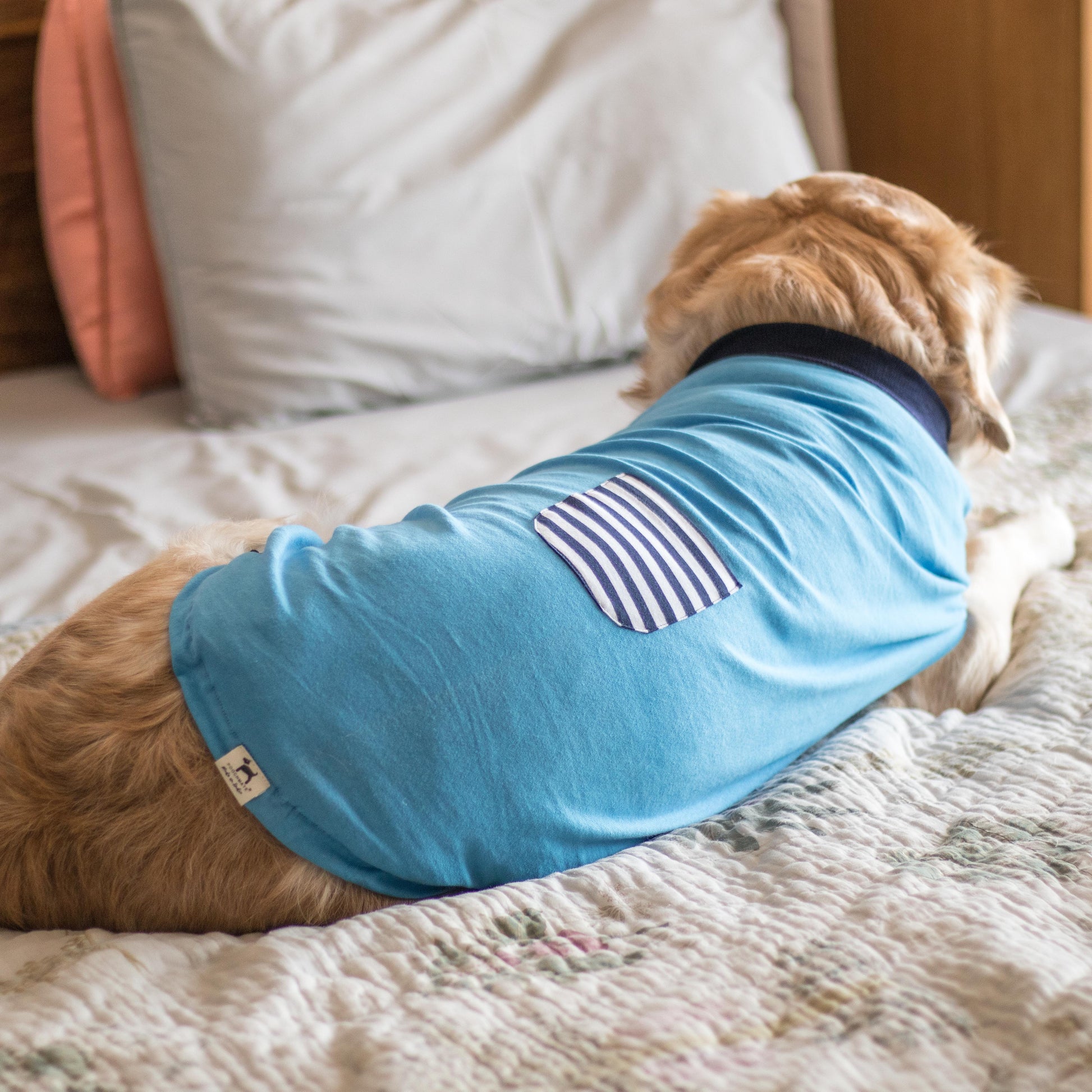 Shop for dog clothes online | Cotton dog clothes 