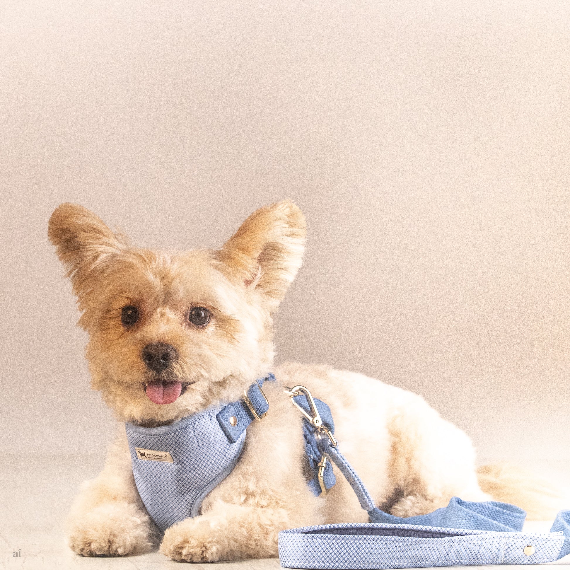 Dog harness & leash set | Cotton dog harness online India