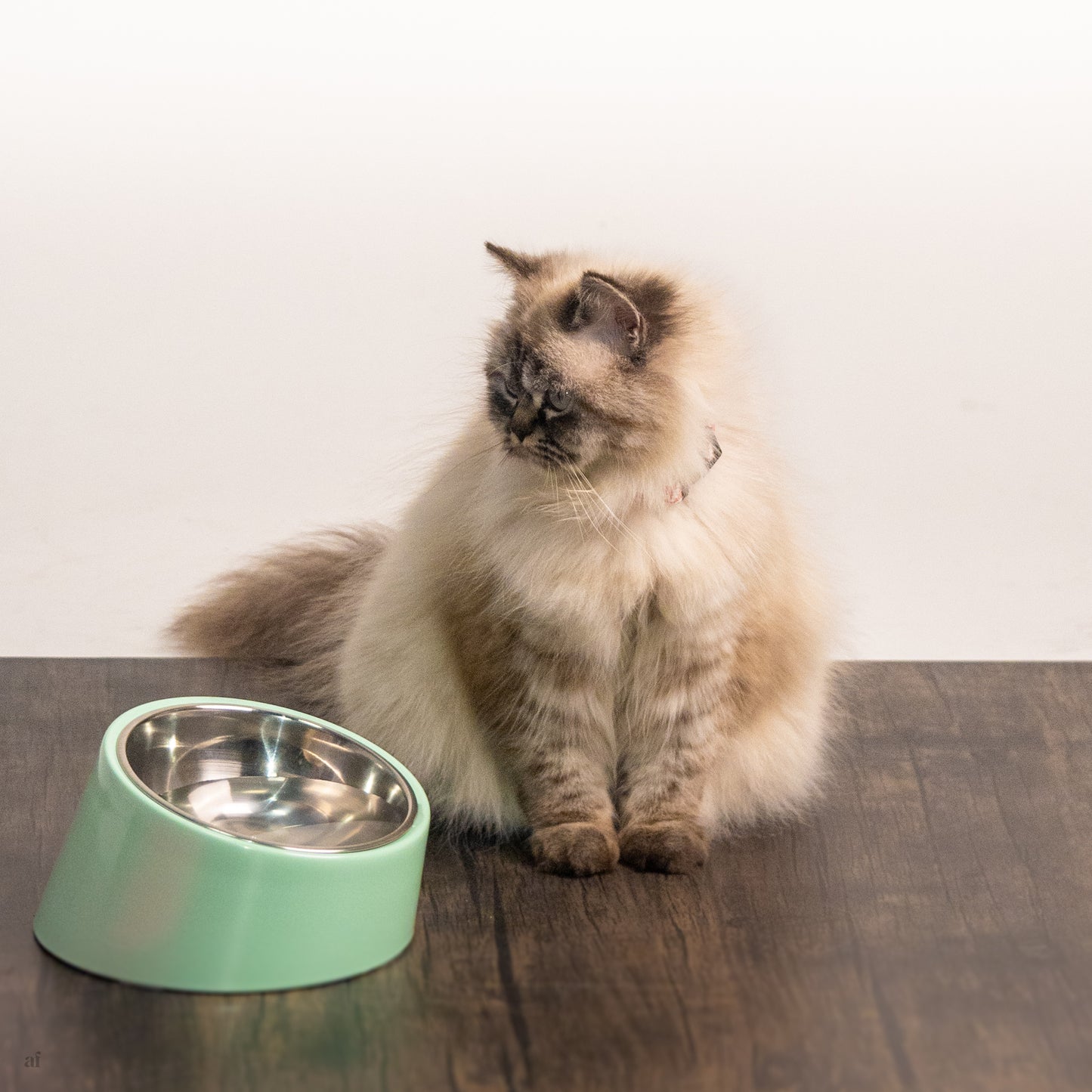 Flat faced dog bowls | Bowls for flat face dogs | Cat bowls online India