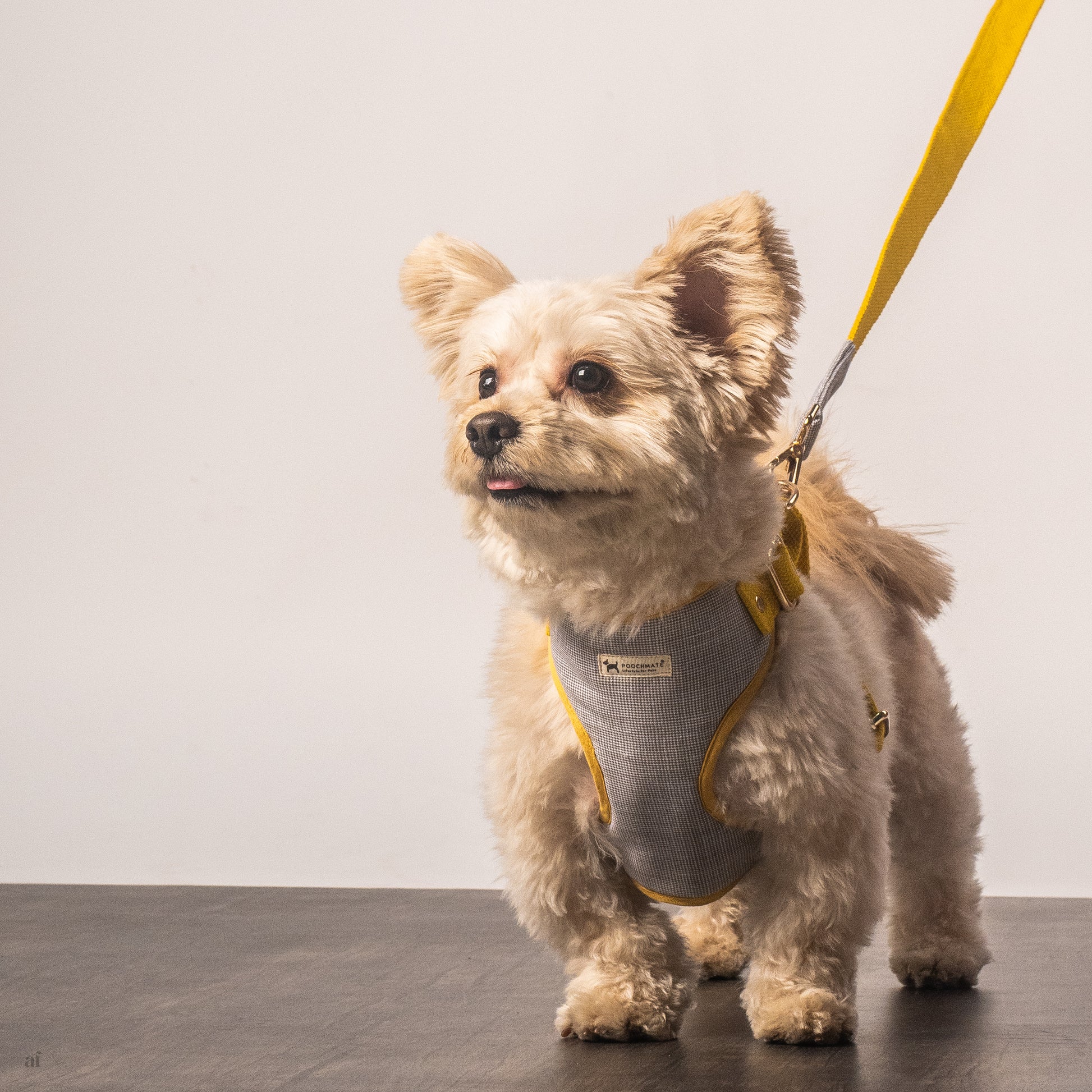 Adjustable small dog harness | Small dog chest harness online India