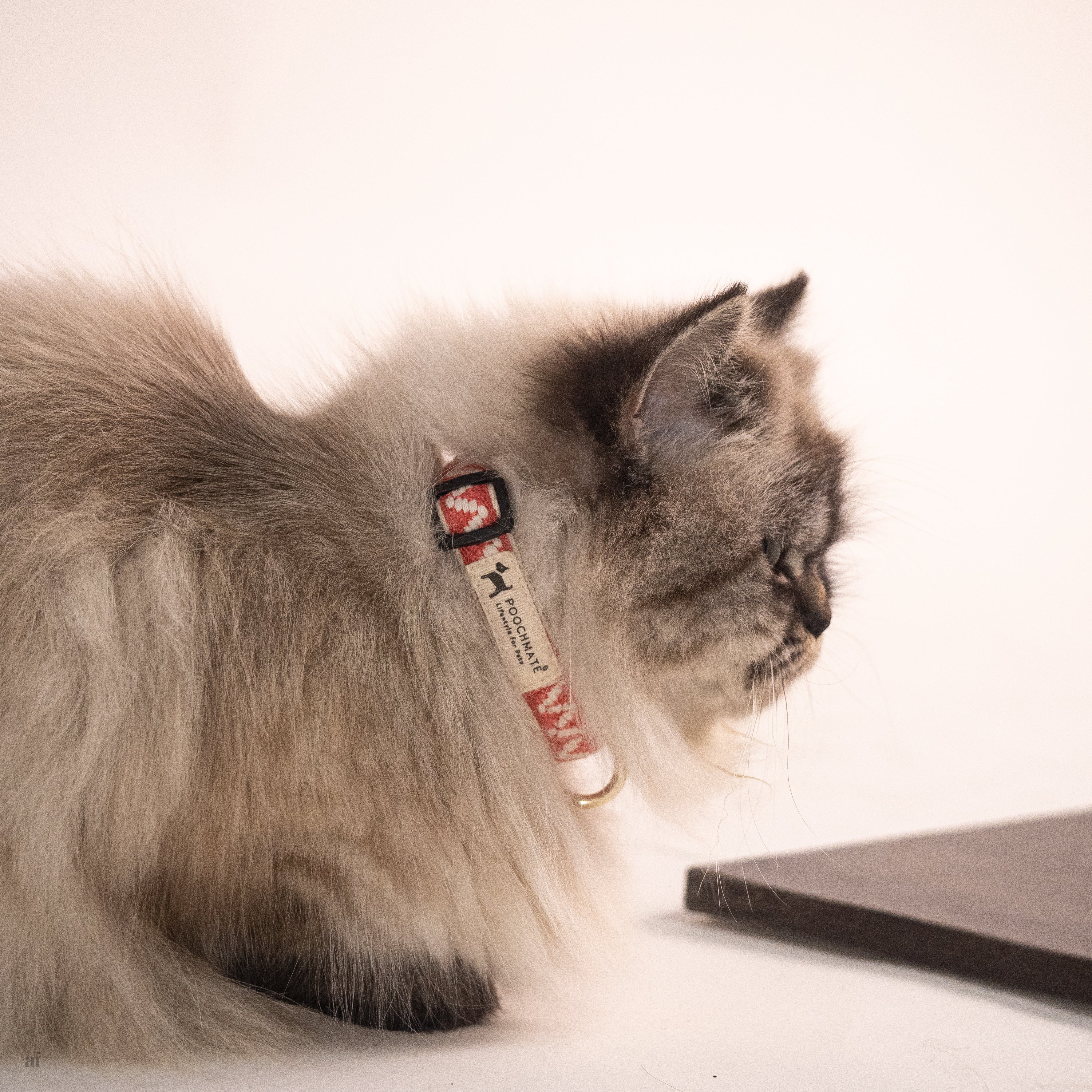 Buy cat collars online on sale