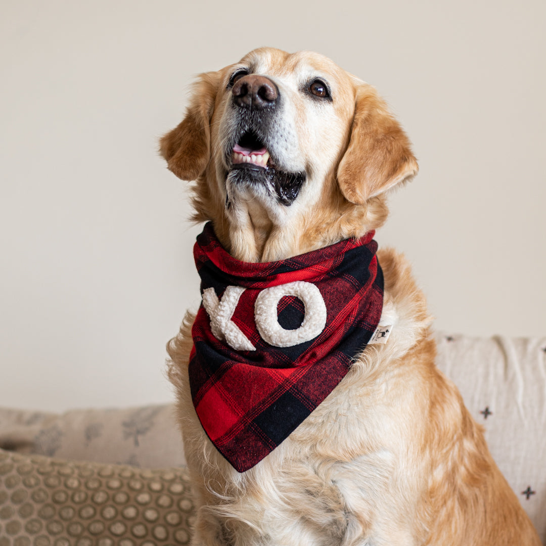 Valentine Day Bandana | Red Dog Bandana online India