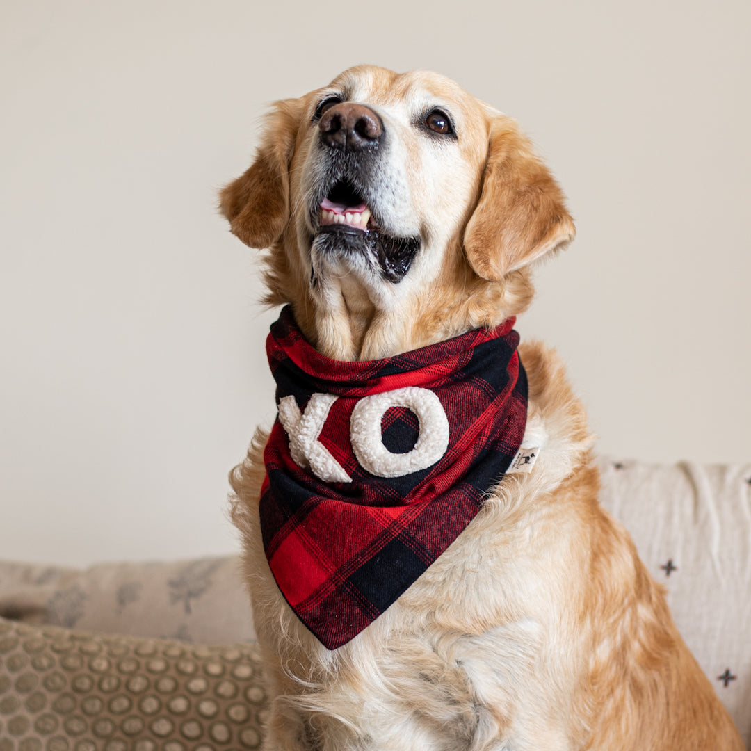 Valentines day gifts for dogs | Red Dog Bandana