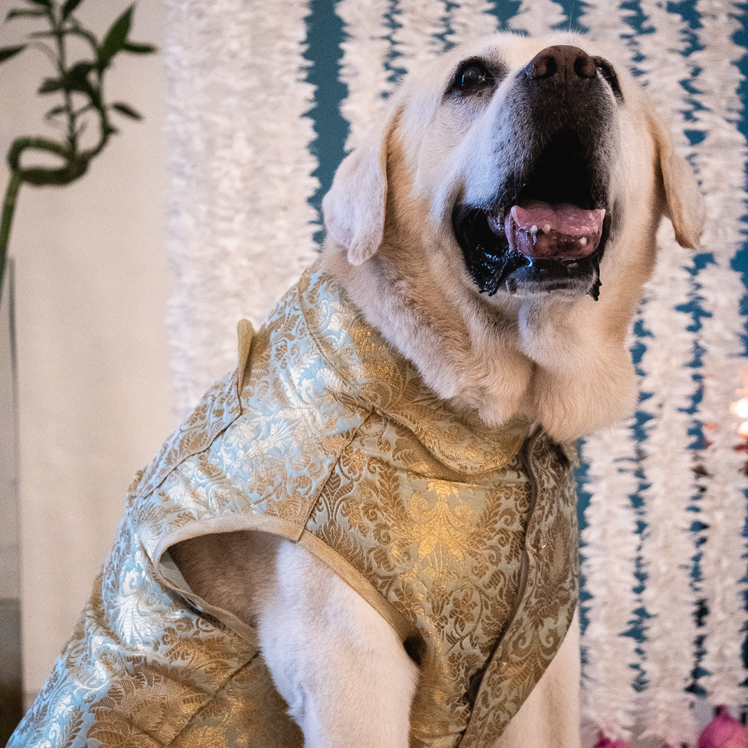 Wedding dog clothes | Festive dog clothes online India