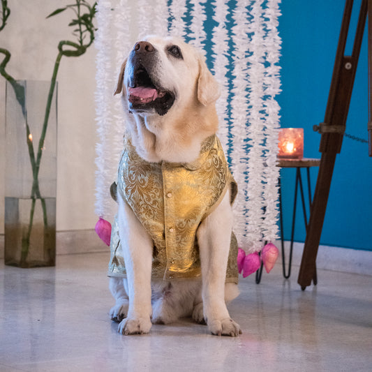 Diwali Clothes for dogs India \ Wedding clothes for pets India