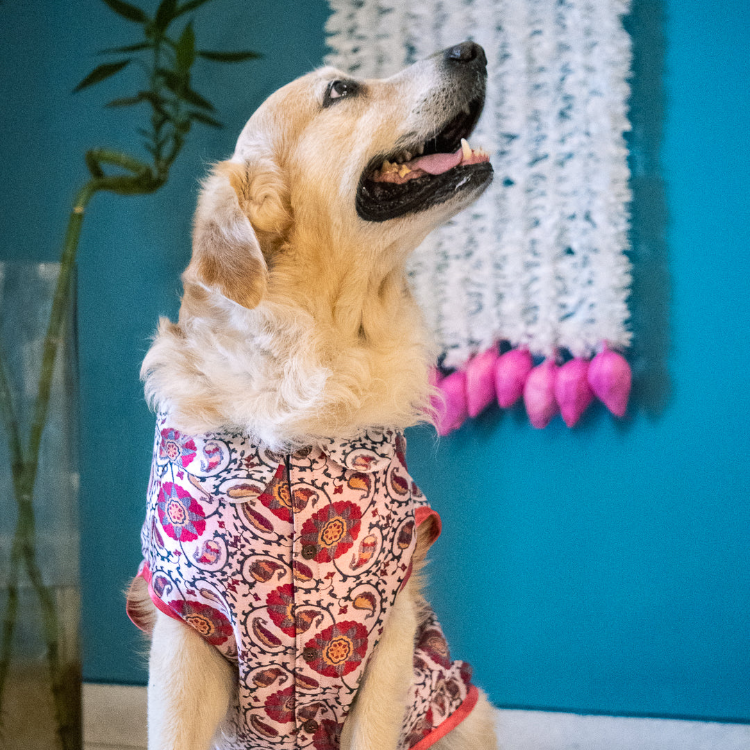 Dog Sherwani India | Sherwani for dogs online India