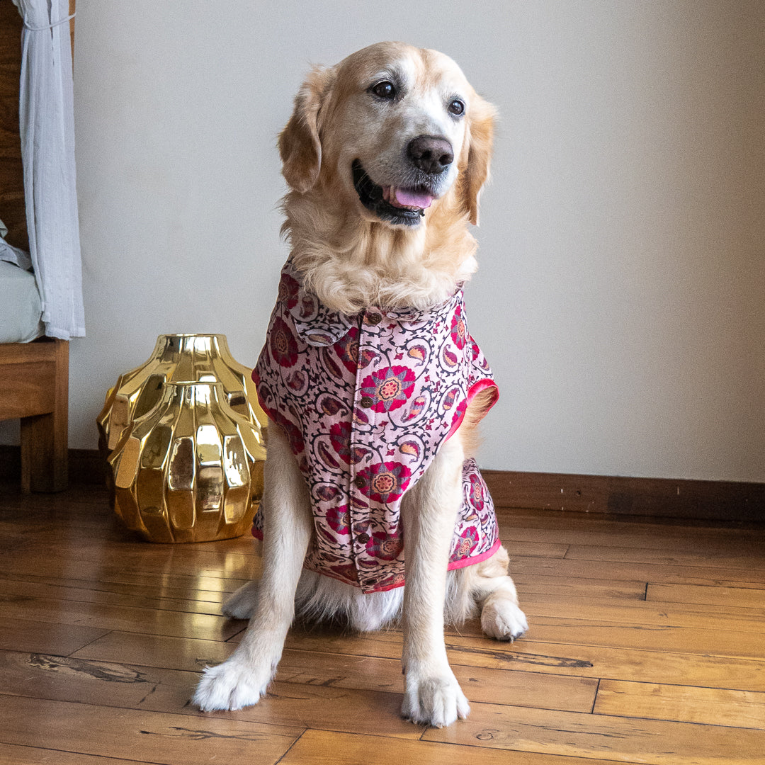 festive dog clothes online India | Wedding clothes for pets
