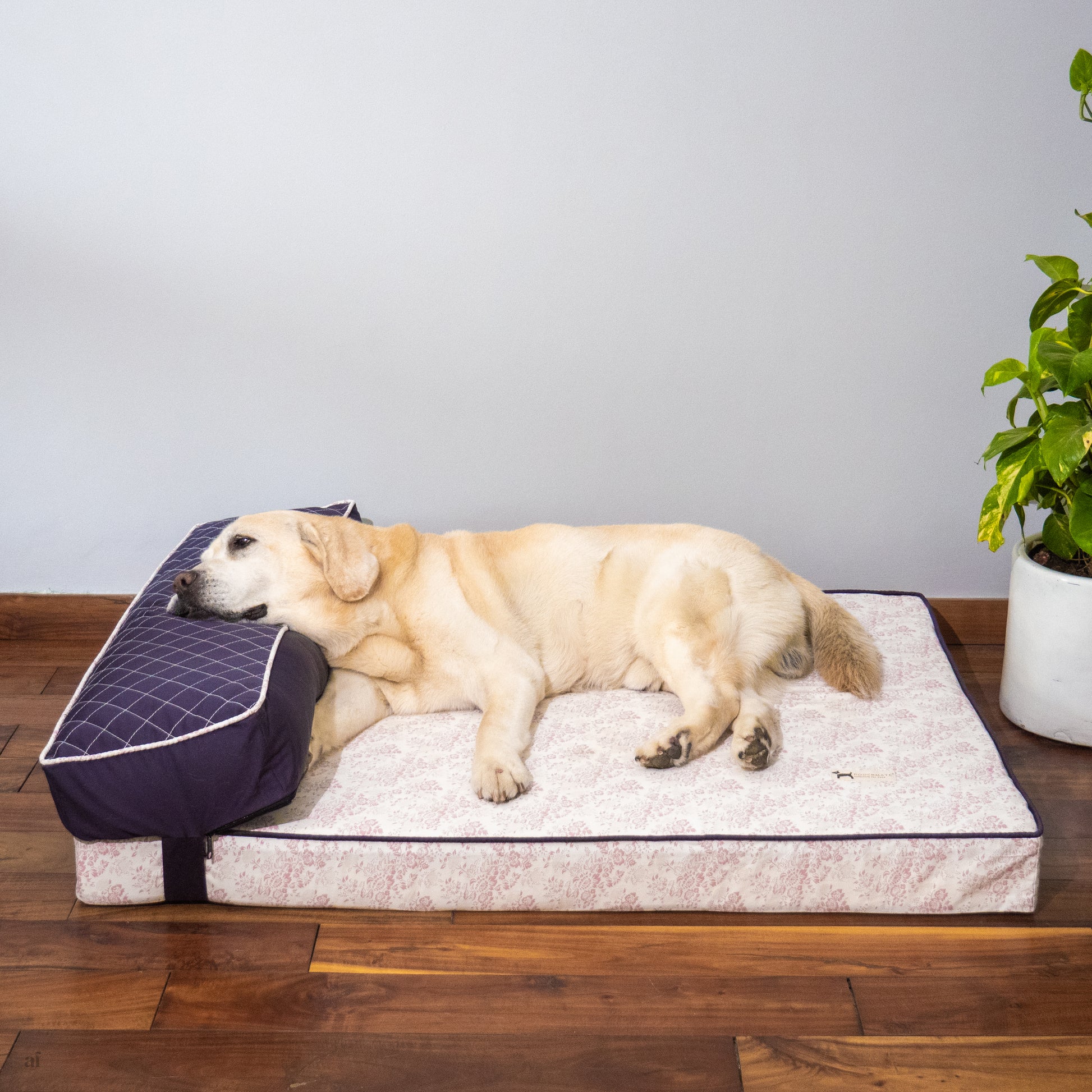 Memory Foam Dog Beds Online India| Orthopedic Dog Beds India