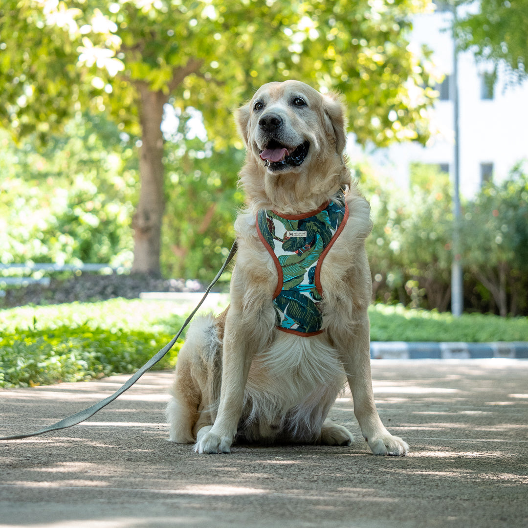 Chest dog harness online India | Dog Harness & leash online India