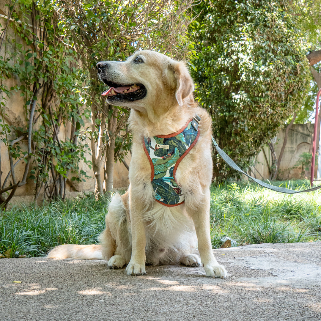 Dog harness & leash Set online India | Cotton dog harness online India
