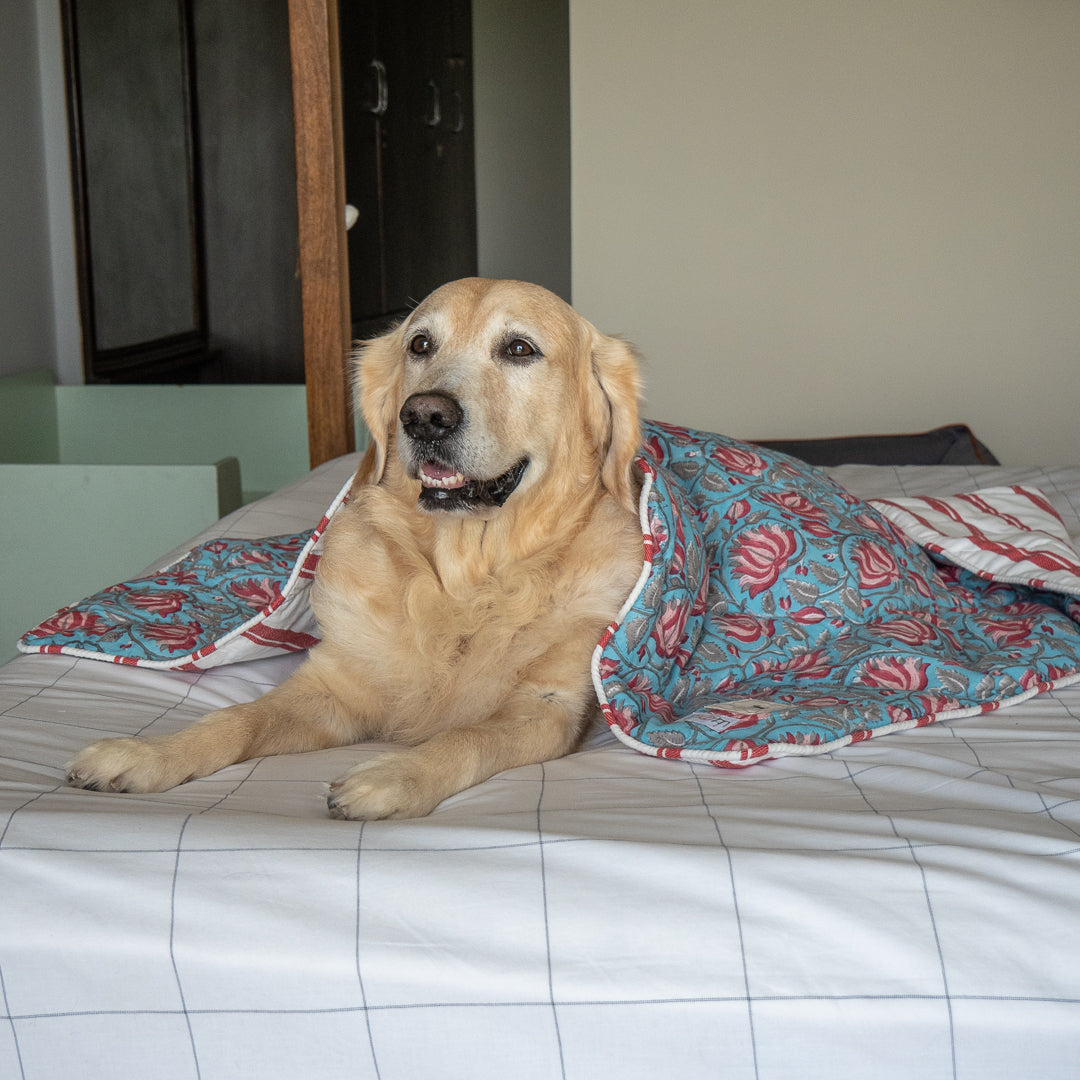 Breathable cotton dog blankets India