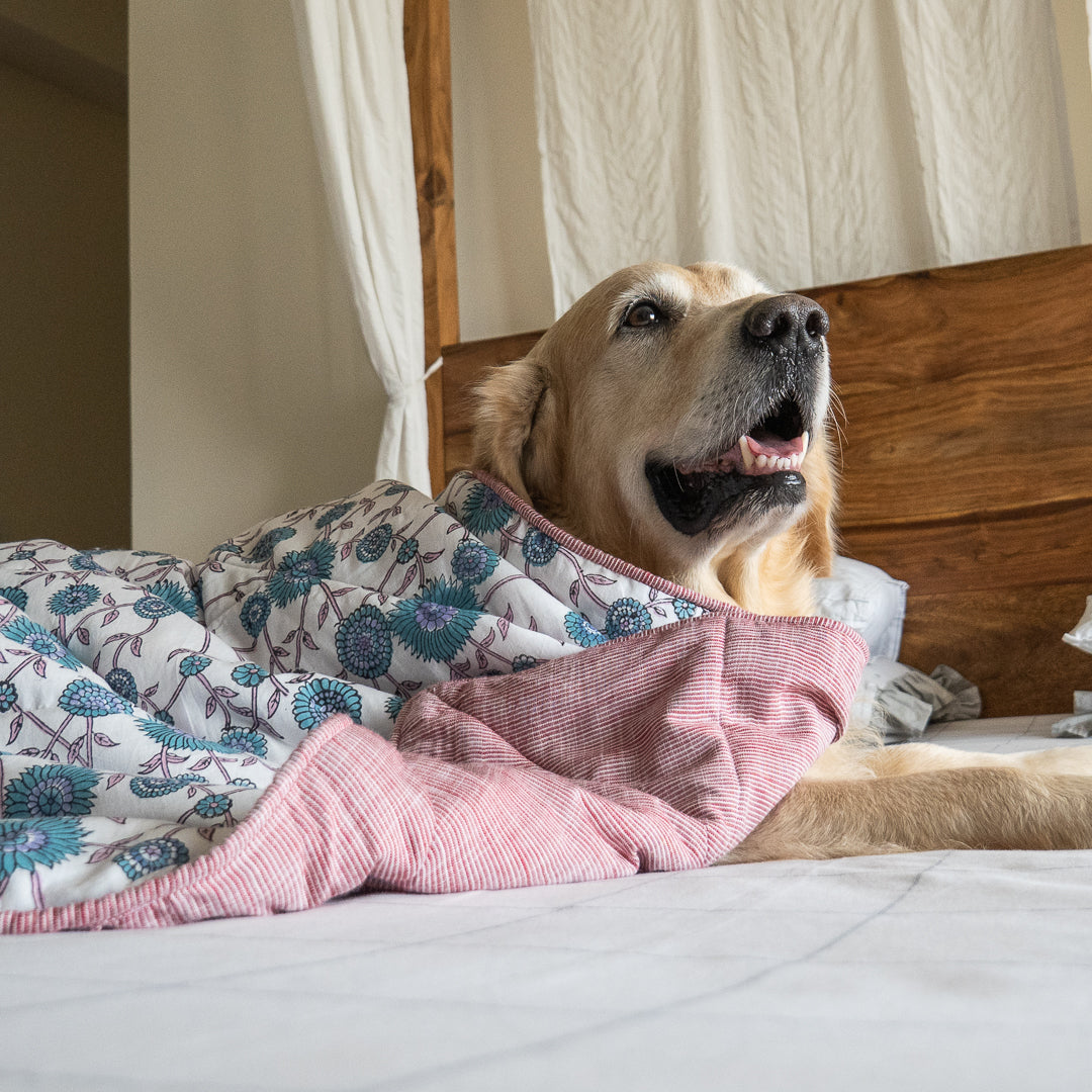 Printed cotton dog blankets online India