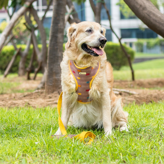 Chest Dog harness and leash set online India