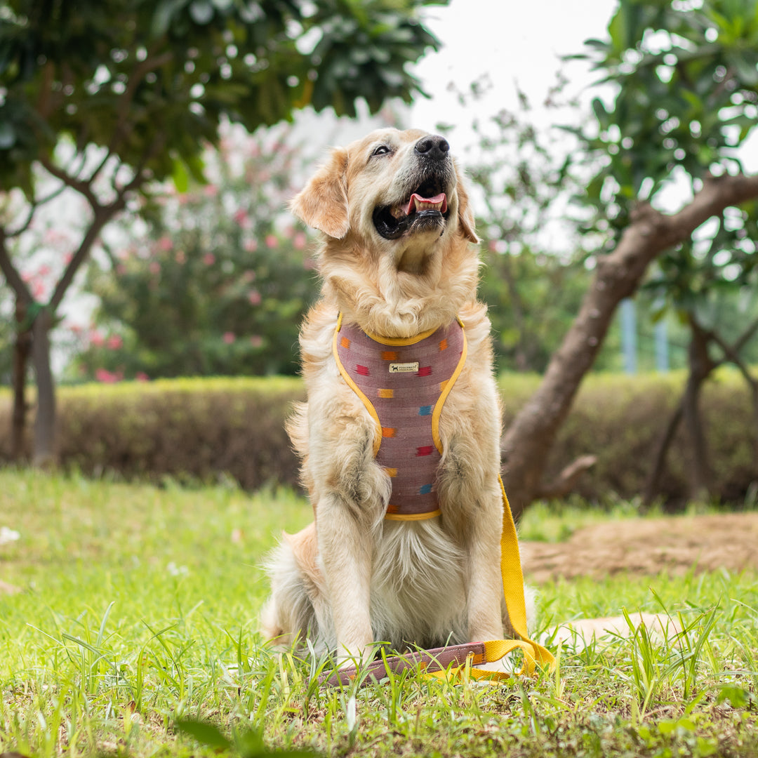 PoochMate Dog Harness | Best Harness for large dogs online India