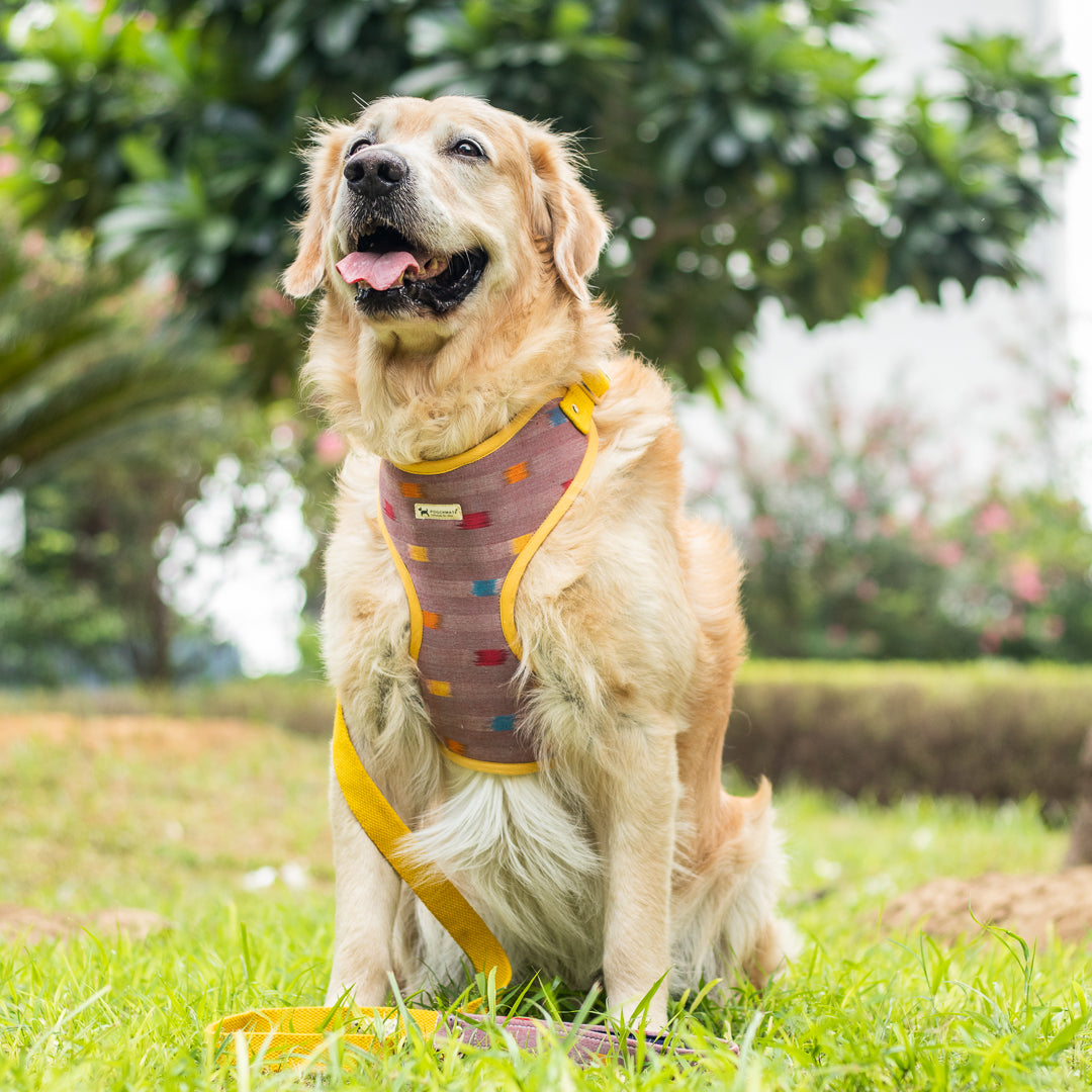 Labrador dog harness & Leash | Adjustable dog body belt online India