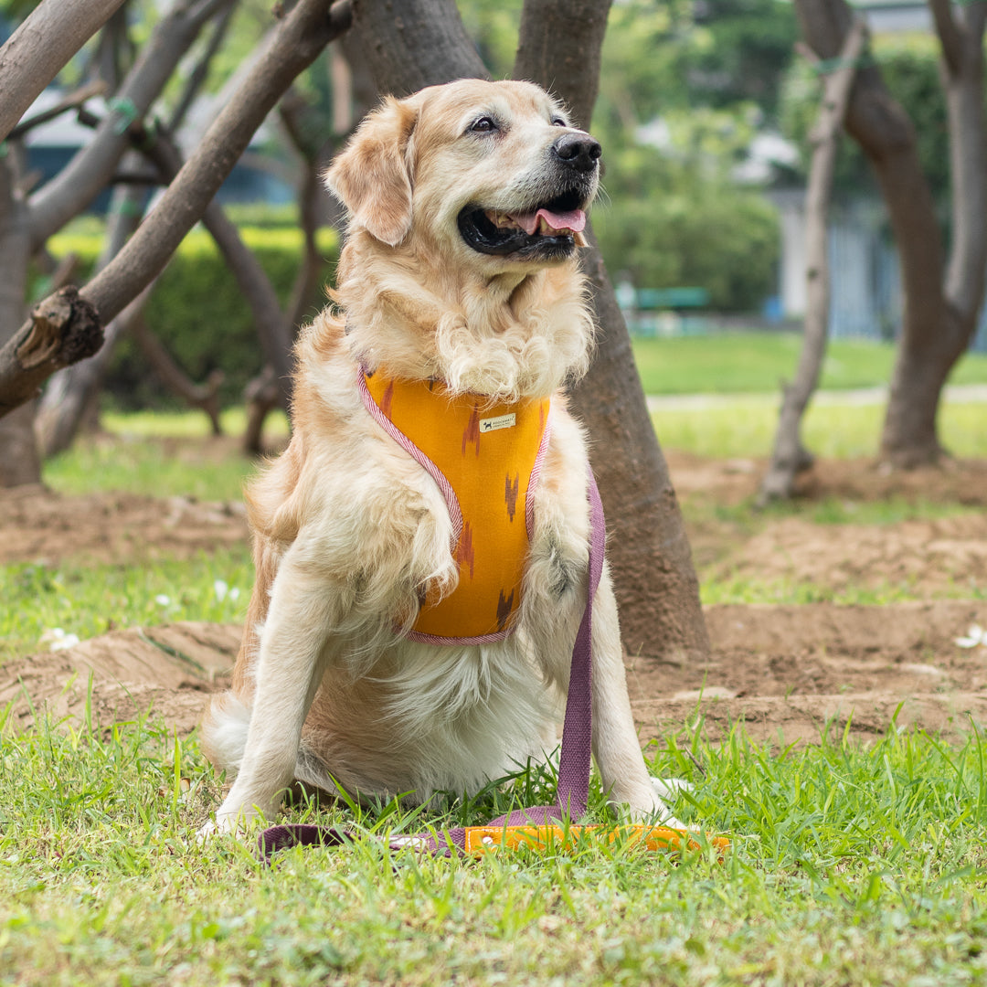 Cotton Dog harness | Best dog harness online India