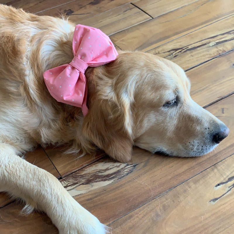 Pink Bow Tie for Dogs| Female dog accessories online India