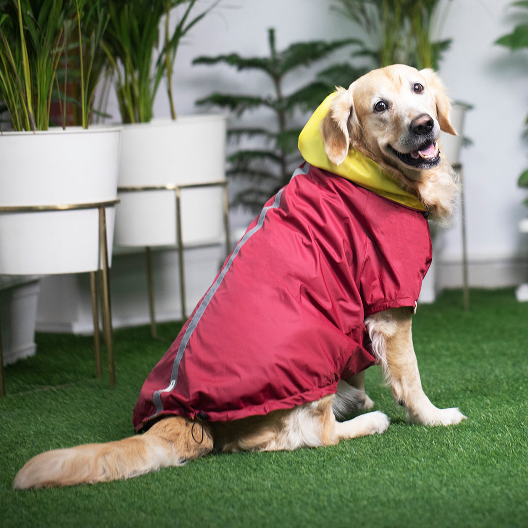Raincoats for Labrador | Large dog raincoats online India
