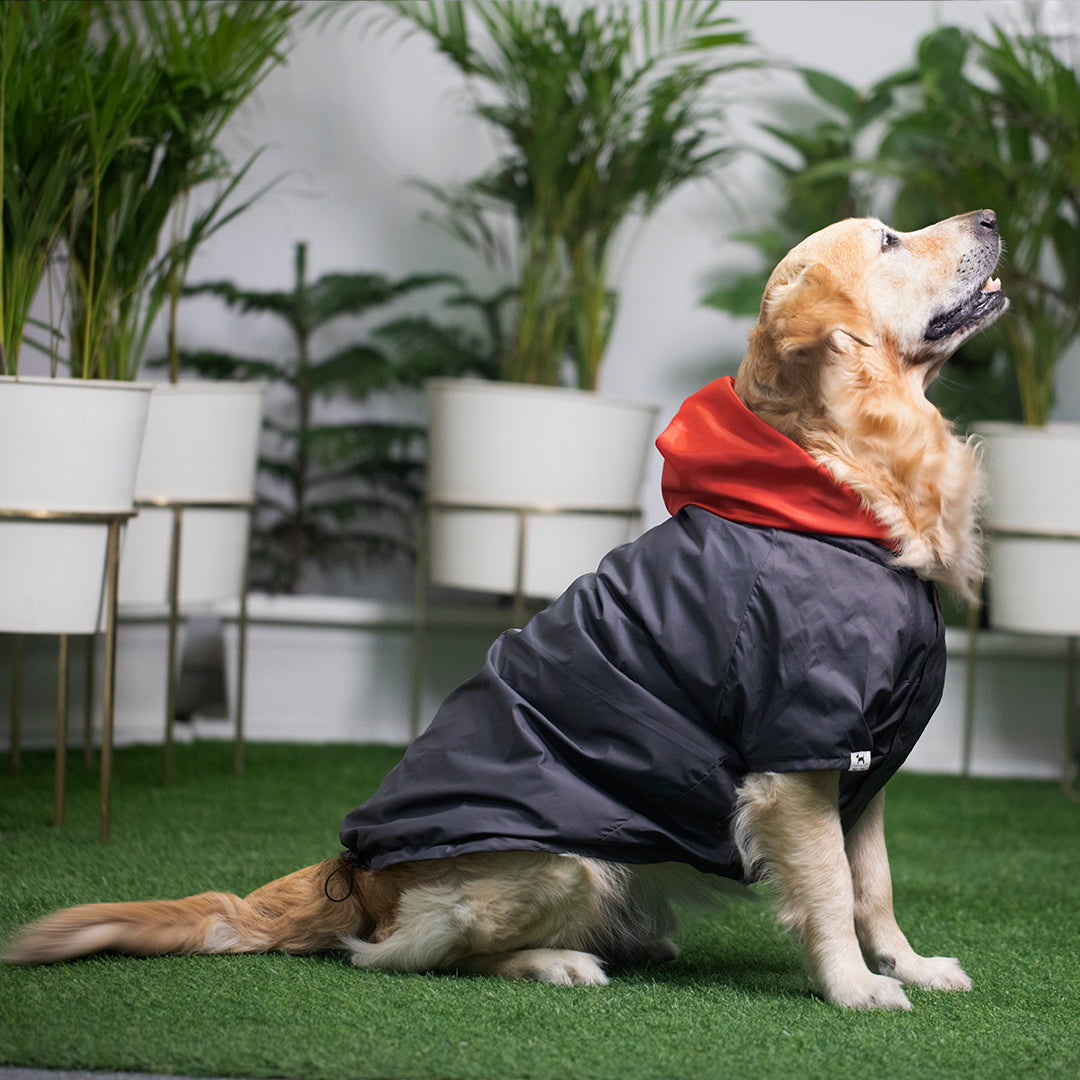 PoochMate Dog Raincoat with Hoodie | Poochmate India