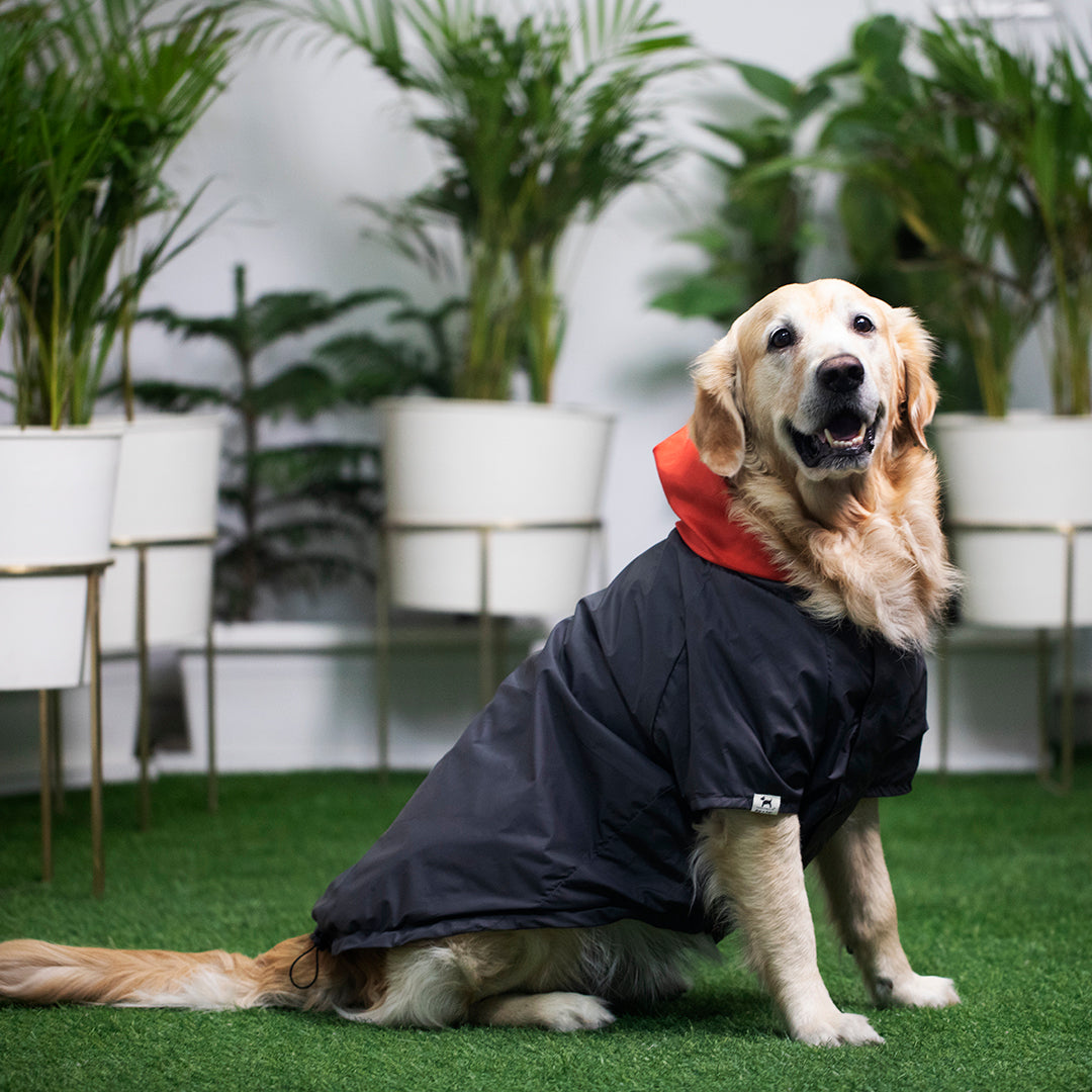  Dog Raincoats for All Dogs & Breeds | Shop raincoats for dogs online India