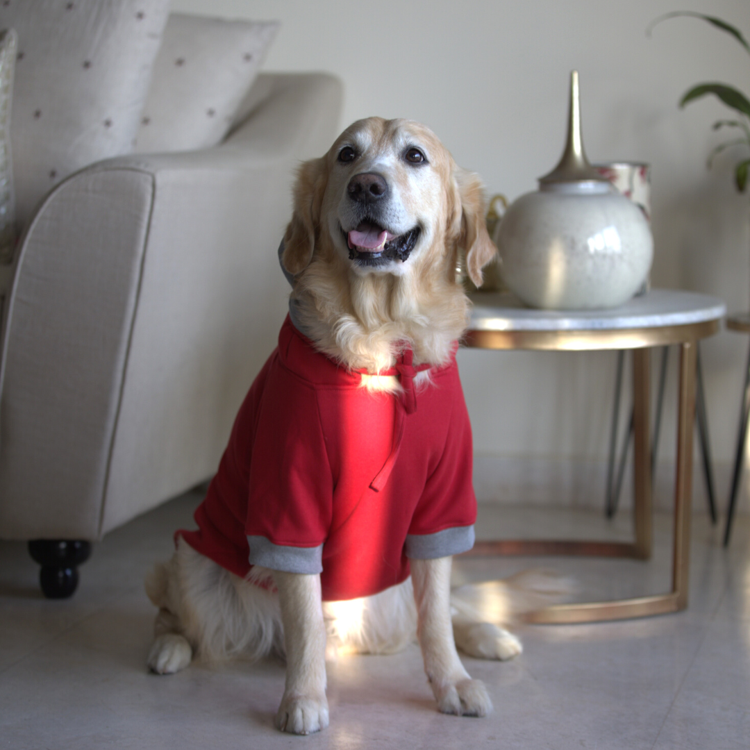 Winter dog clothes online India | Dog Sweatshirts online