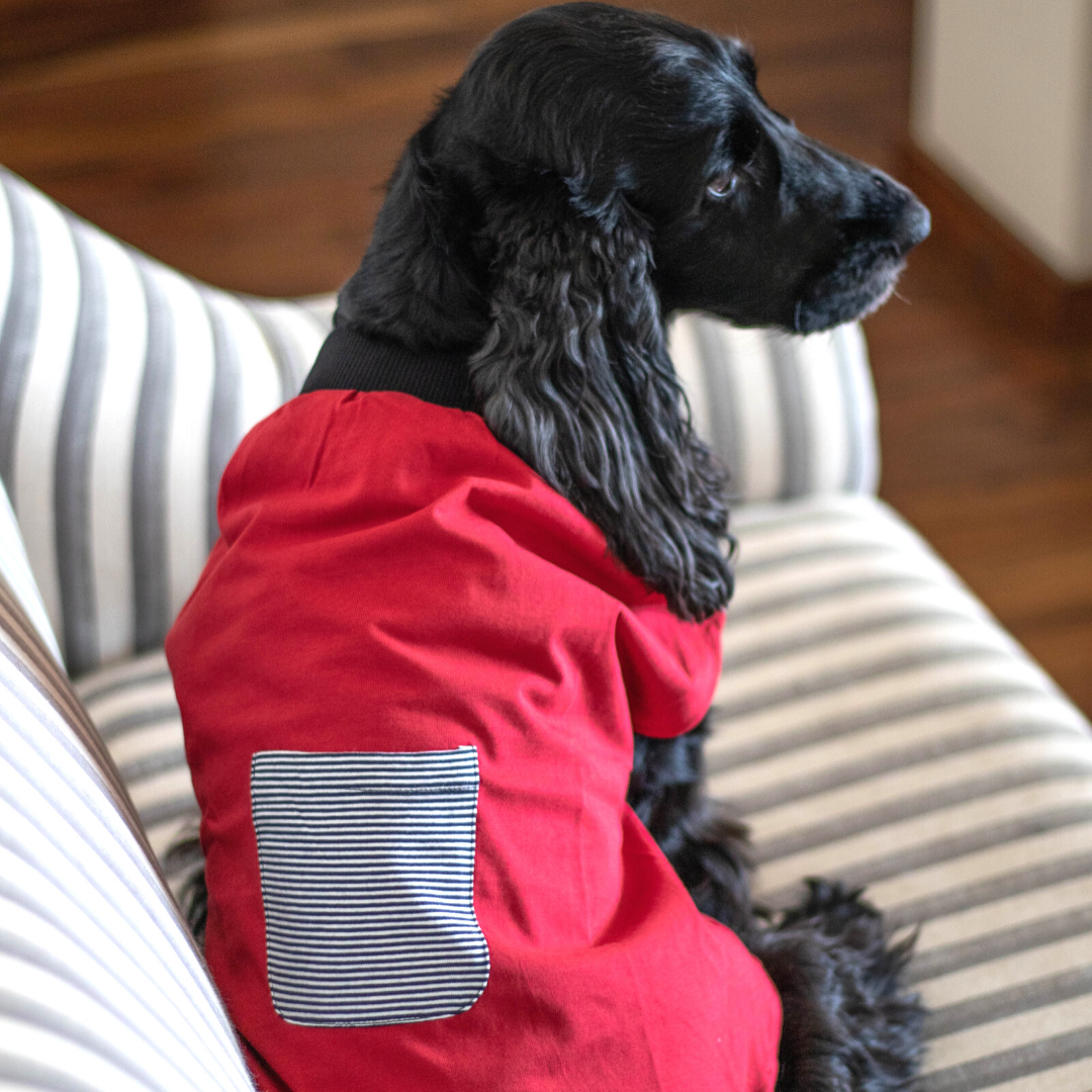 Large Dog Clothes online India| Buy Dog T Shirts in India