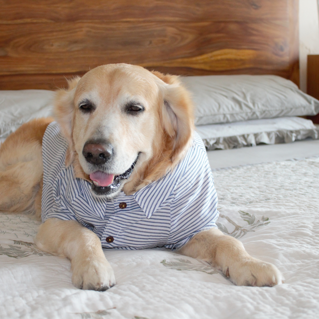 Cotton clothing for dogs | Summer clothes for dogs