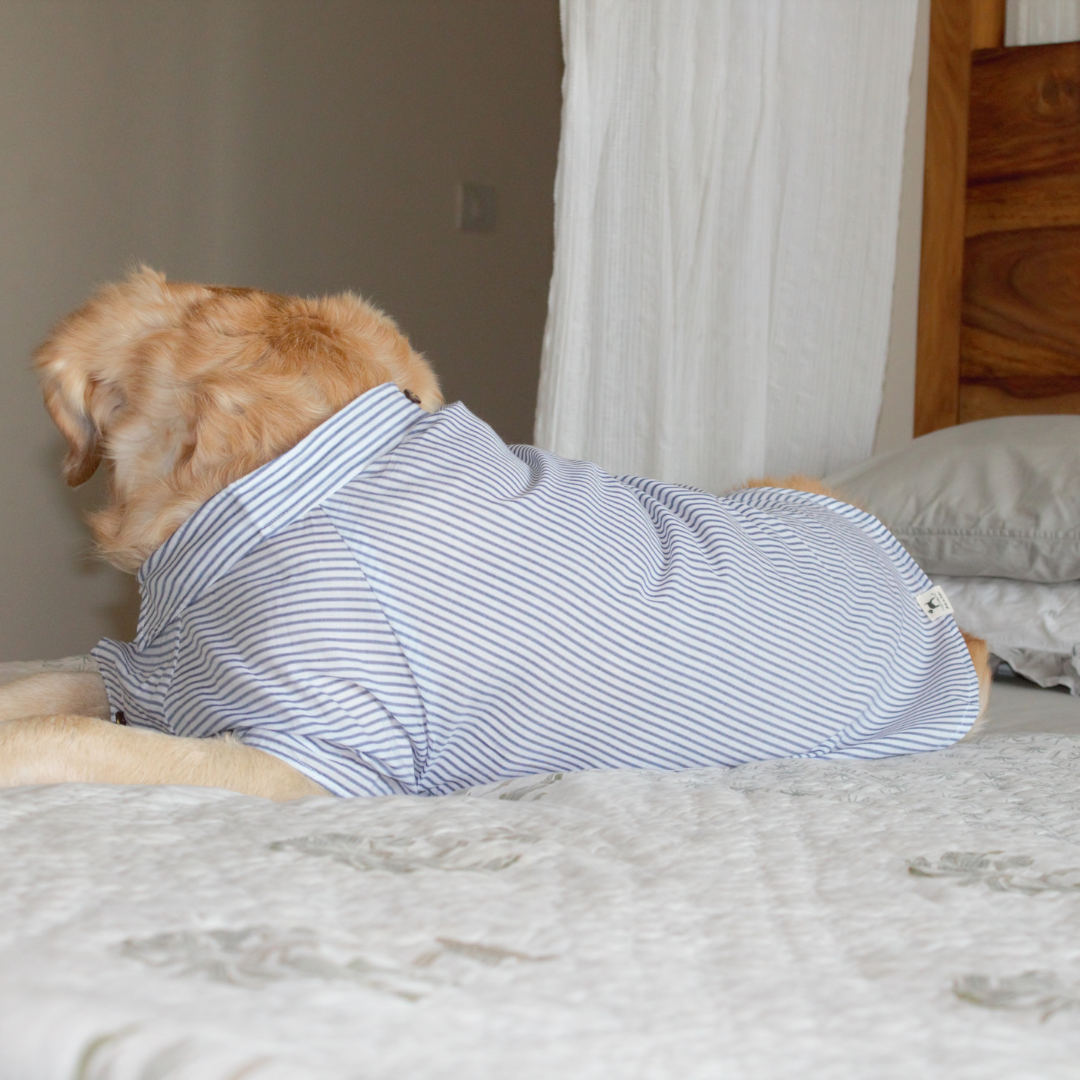 summer shirts for dogs | Collar shirts for dogs online India