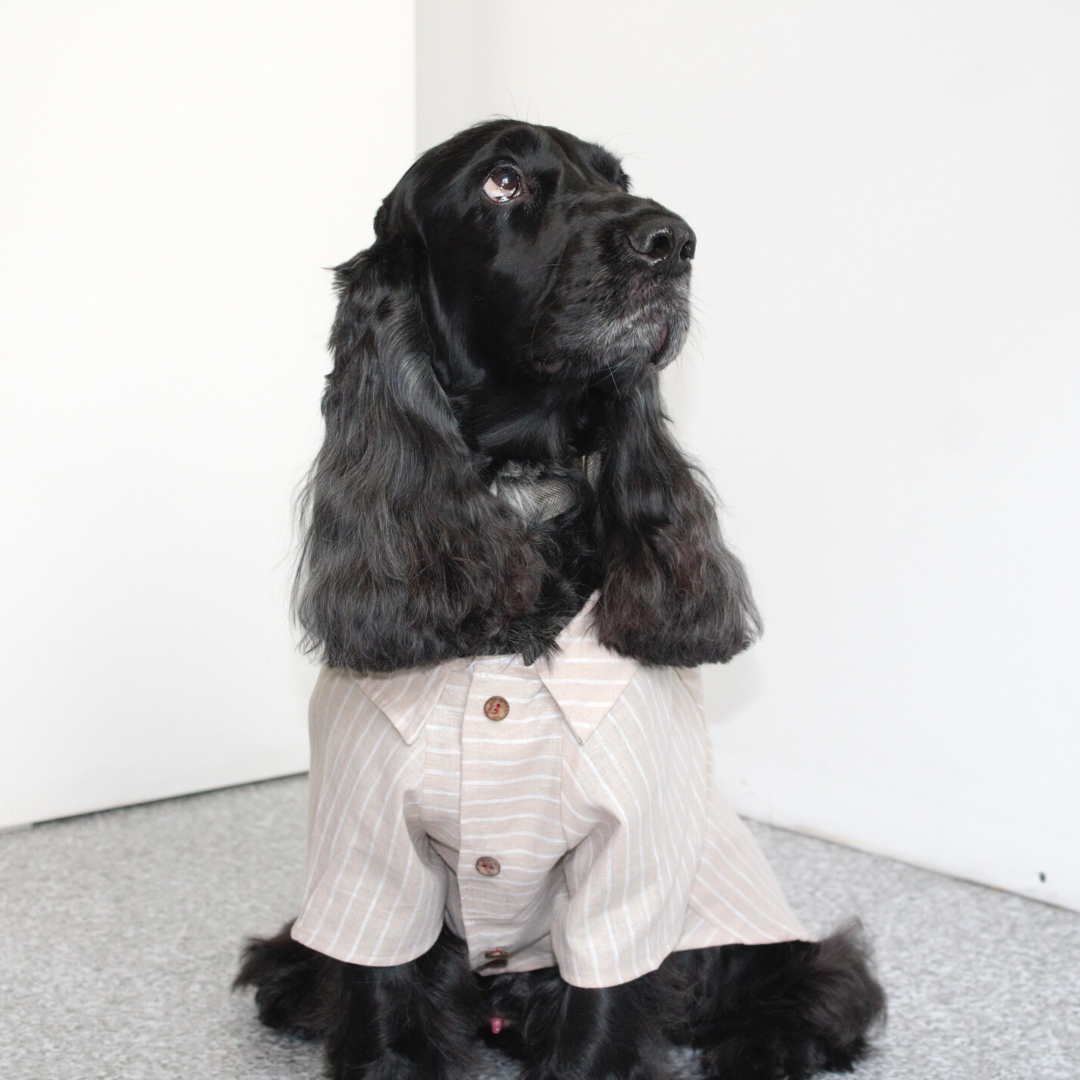 Pet clothes online India | Dog clothes online India